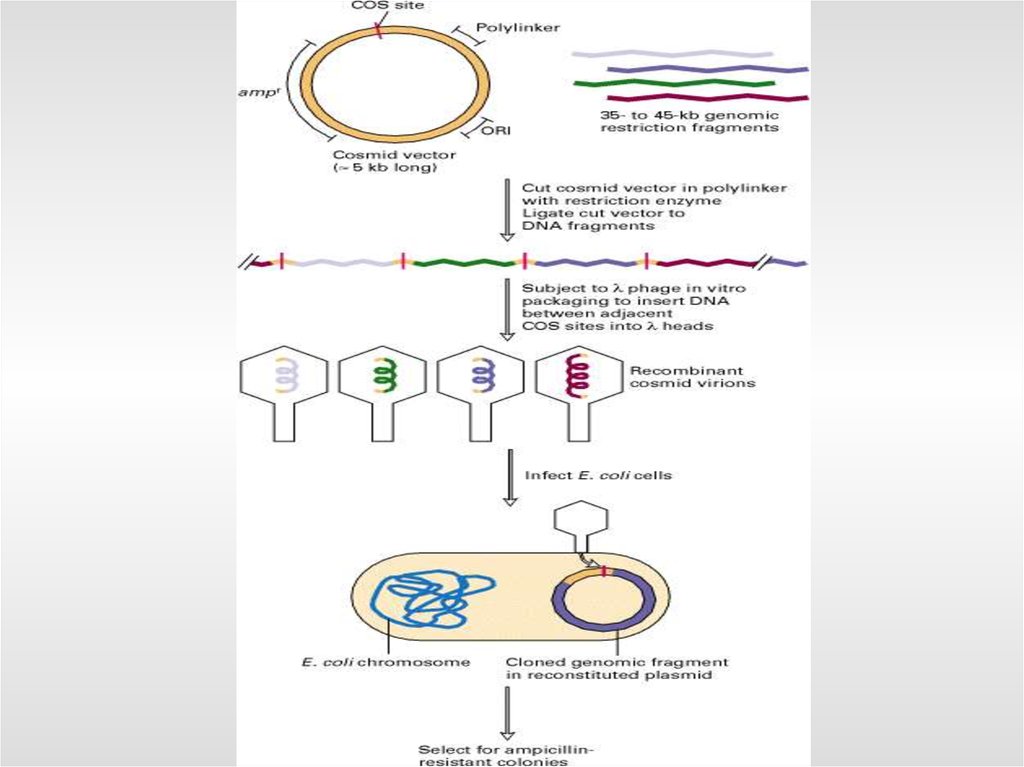 Методы введения плазмид. Назовите основные этапы проведения технологии рекомбинантных ДНК.. Метод рекомбинантных ДНК этапы. Этапы клонирования ДНК. 1.4 Технология рекомбинантных ДНК.