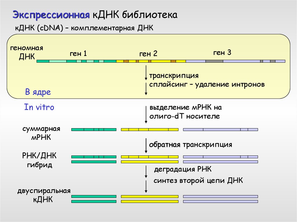 Синтез комплементарной цепи днк. Синтез КДНК. Синтез КДНК на матрице РНК. Синтез комплементарной ДНК. КДНК библиотеки.