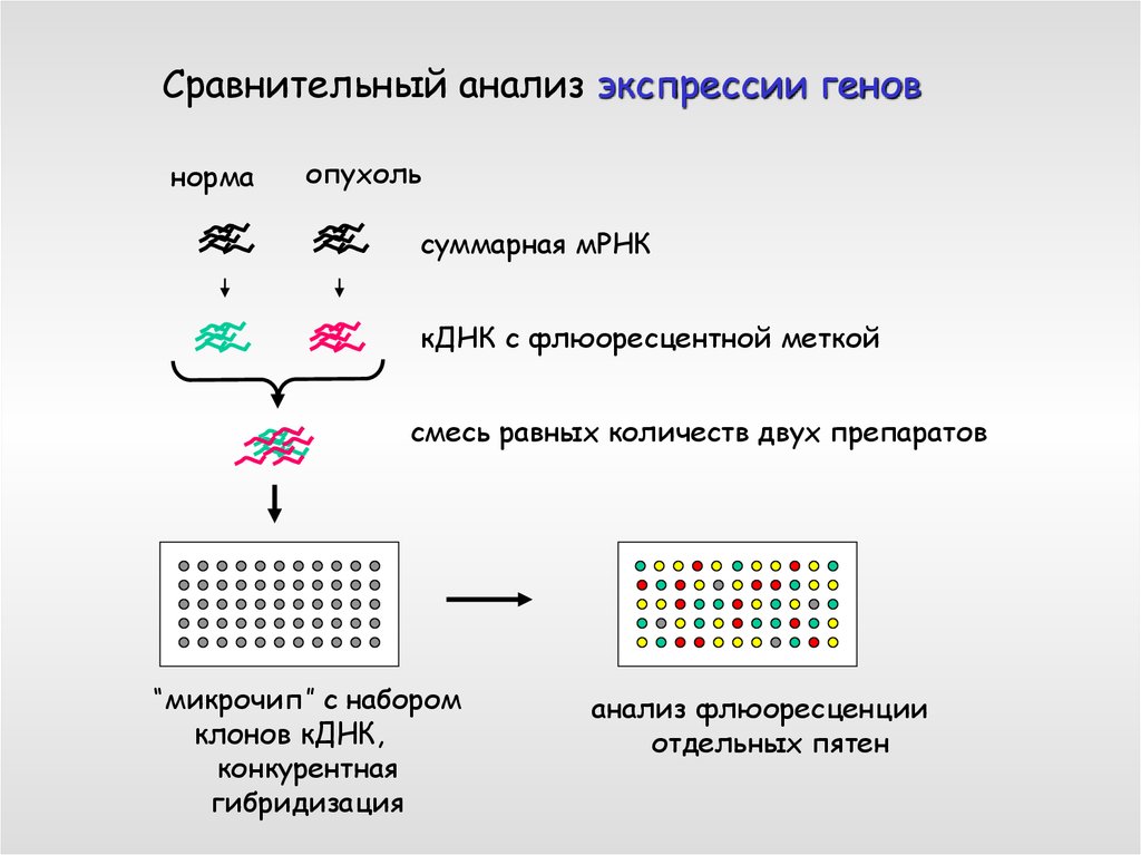 Анализ гена