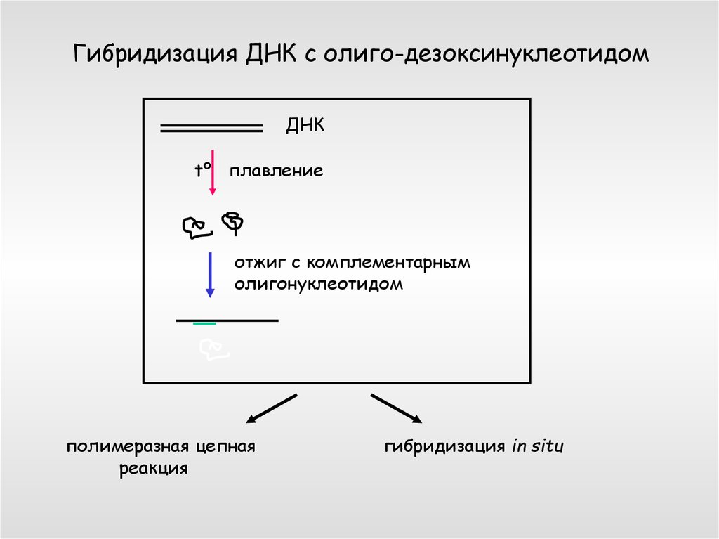 Гибридизация пцр. Гибридизация в ПЦР. Плавление ДНК. Отжиг олигонуклеотидов. Отжиг ДНК.