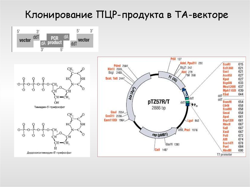 Днк 11. Клонирование ПЦР. Клонирование ДНК презентация. Клонирование ПЦР фрагментов. ПЦР В клонировании генов.