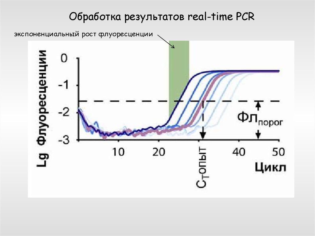 Днк 11. Real time PCR. Экспоненциальной фазы ПЦР. Real time PCR график. Время жизни флуоресценции.