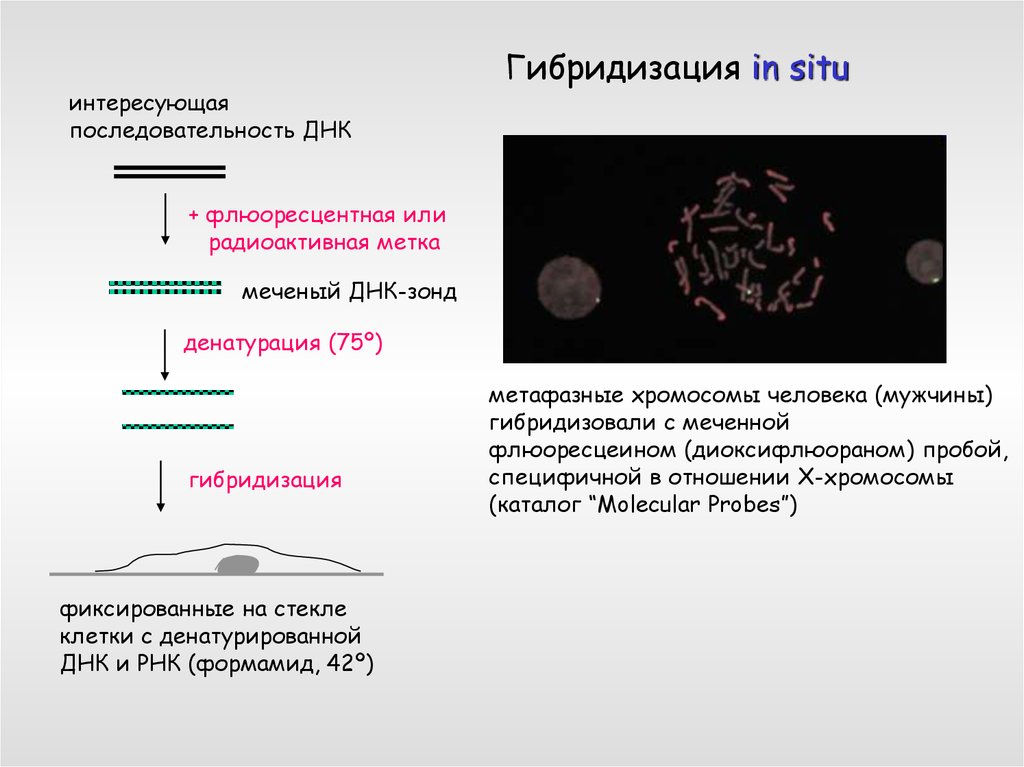 Днк 11. Метод гибридизации ДНК. Метод ДНК-гибридизации с использованием меченых зондов. Гибридизация с ДНК-зондами. Зонд ДНК меченная радиоактивным.