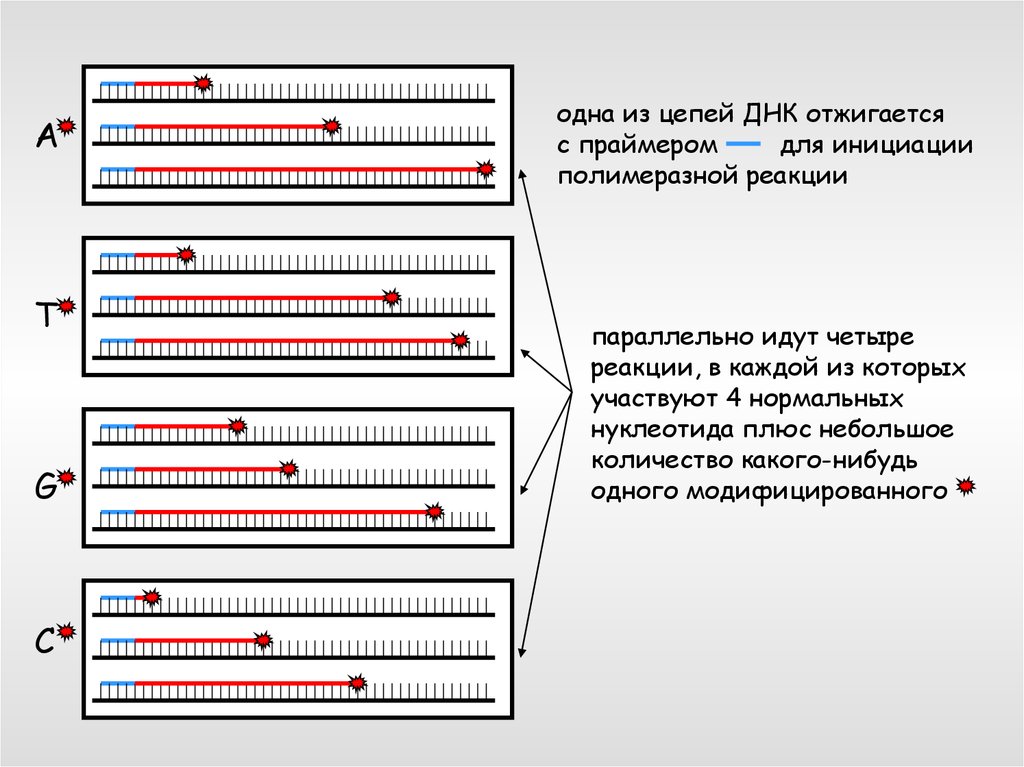 Определите последовательность участка днк впр