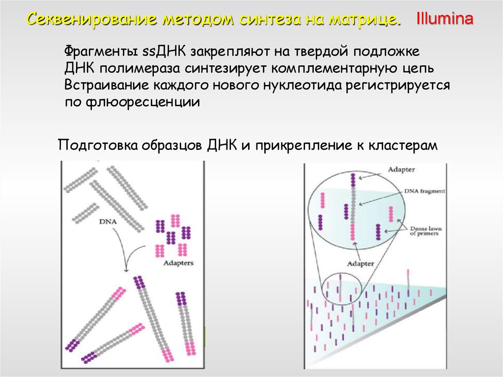 Днк 11. Метод дробовика секвенирование схема. Подготовки образца ДНК. Секвенирование каждого фрагмента. Полупроводниковое секвенирование секвенирование синтезом.