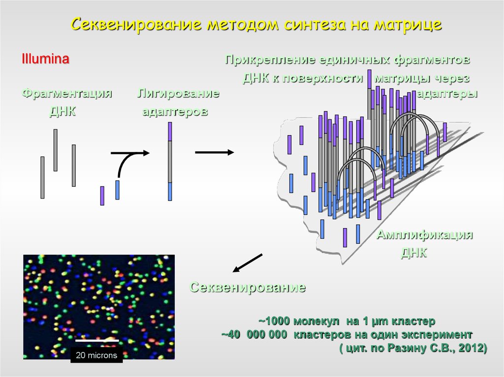 Секвенирование днк презентация