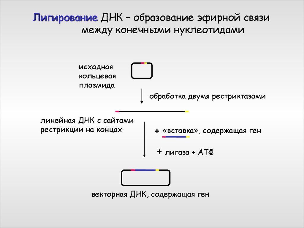 Образование днк