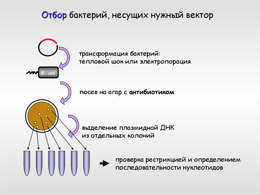 Процесс трансформации бактерий