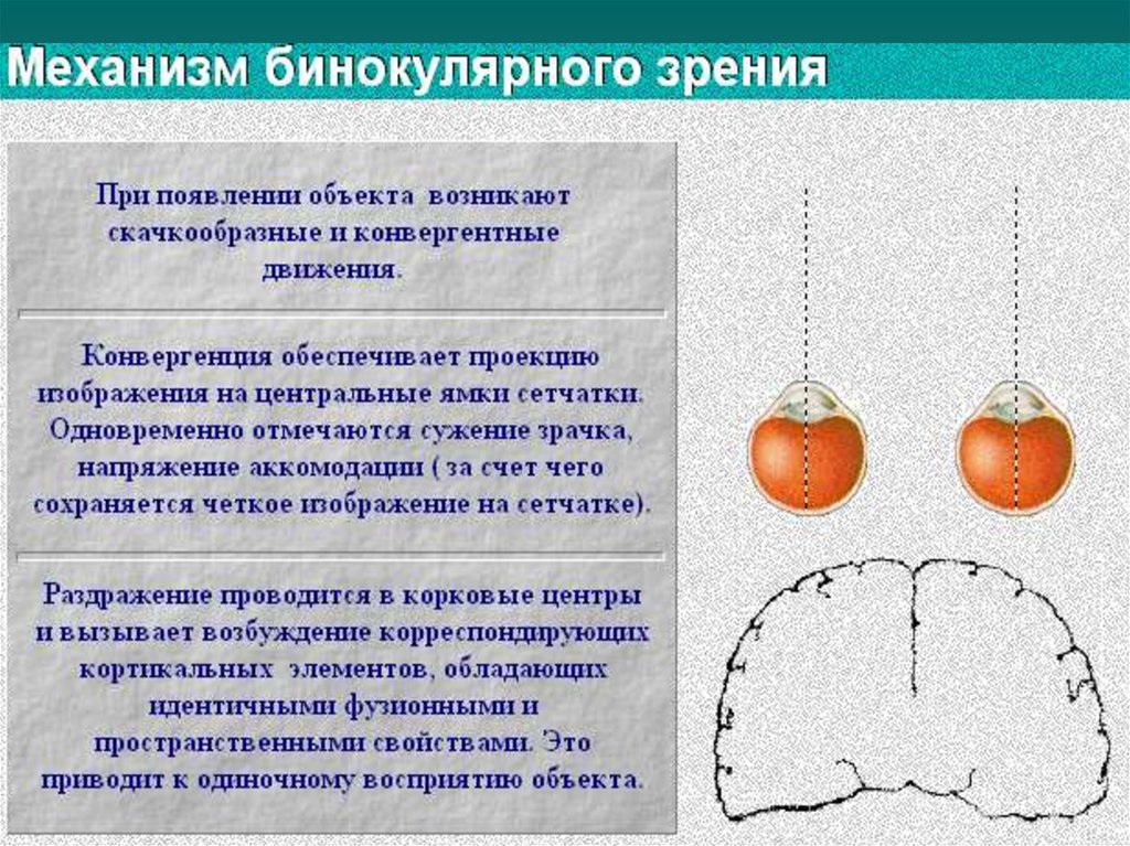 Моторные зрительные функции. Функции бинокулярного зрения. Зрительные функции. Бинокулярное зрение фото. Бинокулярное зрение обеспечивает восприятие.