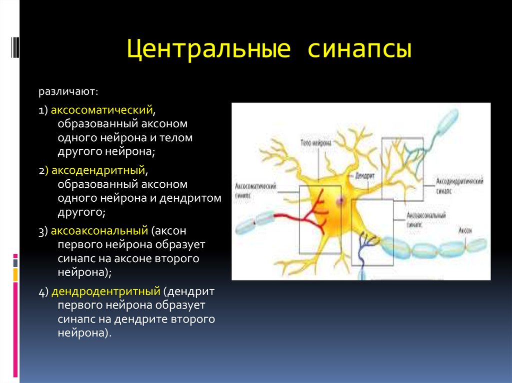 Осуществляет связь между нейронами какой нейрон. Центральные синапсы физиология. Дендрит тело нейрона Аксон синапс. Нейрон Аксон дендрит синапс. Строение нейрона Аксон дендрит синапс.