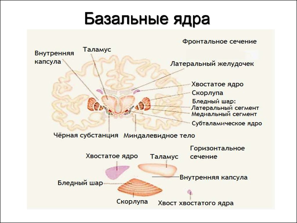 Ядра мозга образованы. Базальные ядра головного мозга анатомия. Конечный мозг базальные ядра структуры. Строение базальных ядер. Базальные ядра головного мозга функции.