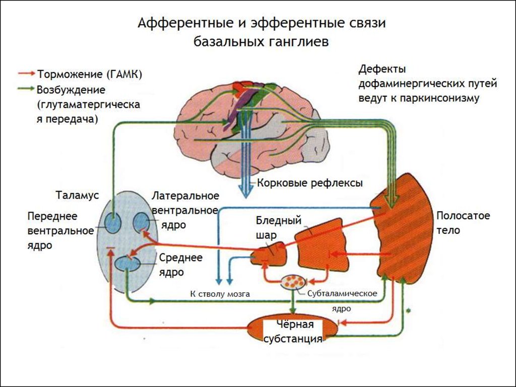 Базальные ганглии мозга. Схема взаимодействия базальных ядер. Схема взаимодействия подкорковых нервных ядер. Афферентные и эфферентные связи базальных ганглиев. Схема базальных ганглиев.