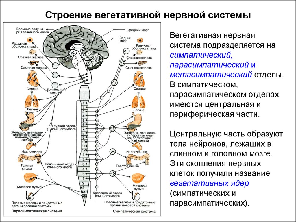 Нервный отдел и функции парасимпатической. Функции парасимпатической вегетативной нервной системы. Вегетативная нервная система строение и функции. Строение парасимпатического отдела нервной системы. Периферическая и вегетативная нервная система анатомия.