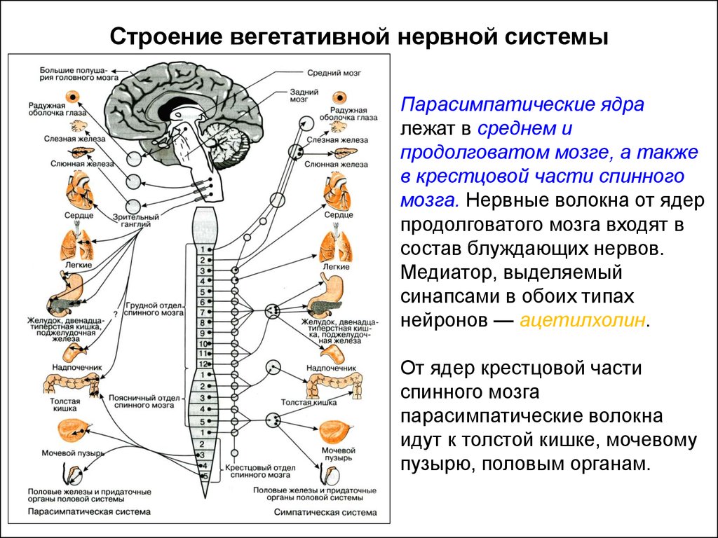 Вегетативные ядра содержат. Центры вегетативной нервной системы спинного мозга. Строение ВНС анатомия. Вегетативная нервная система анатомия схема. Отделы вегетативной нервной системы строение.