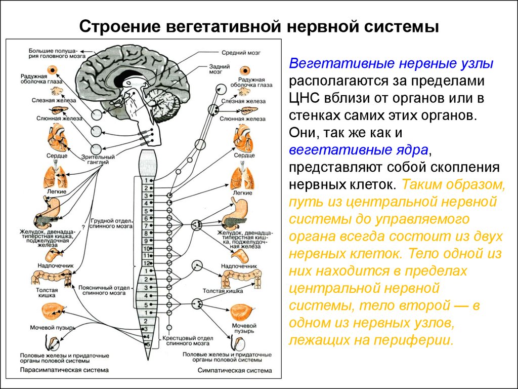 Ганглии вегетативной нервной. Ганглии вегетативной нервной системы строение. Строение спинного мозга вегетативной системы. Строение и функции спинного мозга вегетативная нервная система. Строение вегетативной системы с нервными узлами.