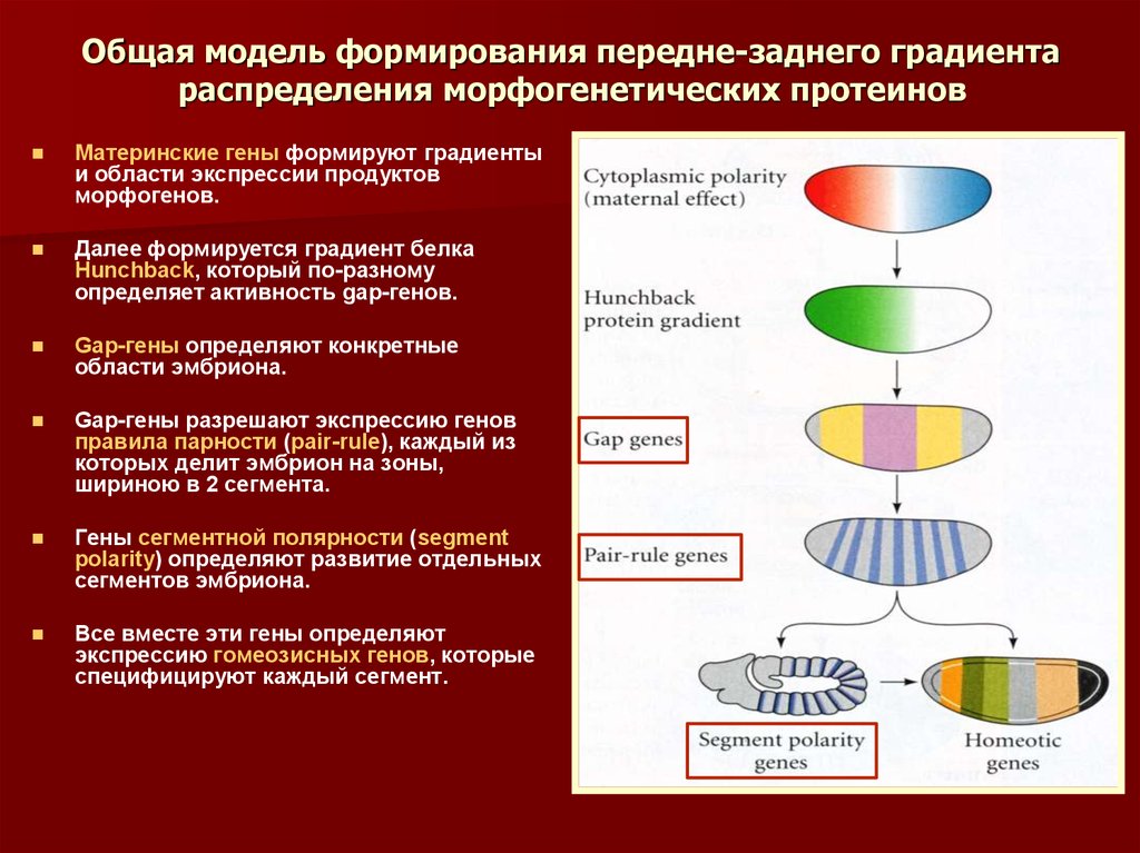 Теория морфогенетических полей