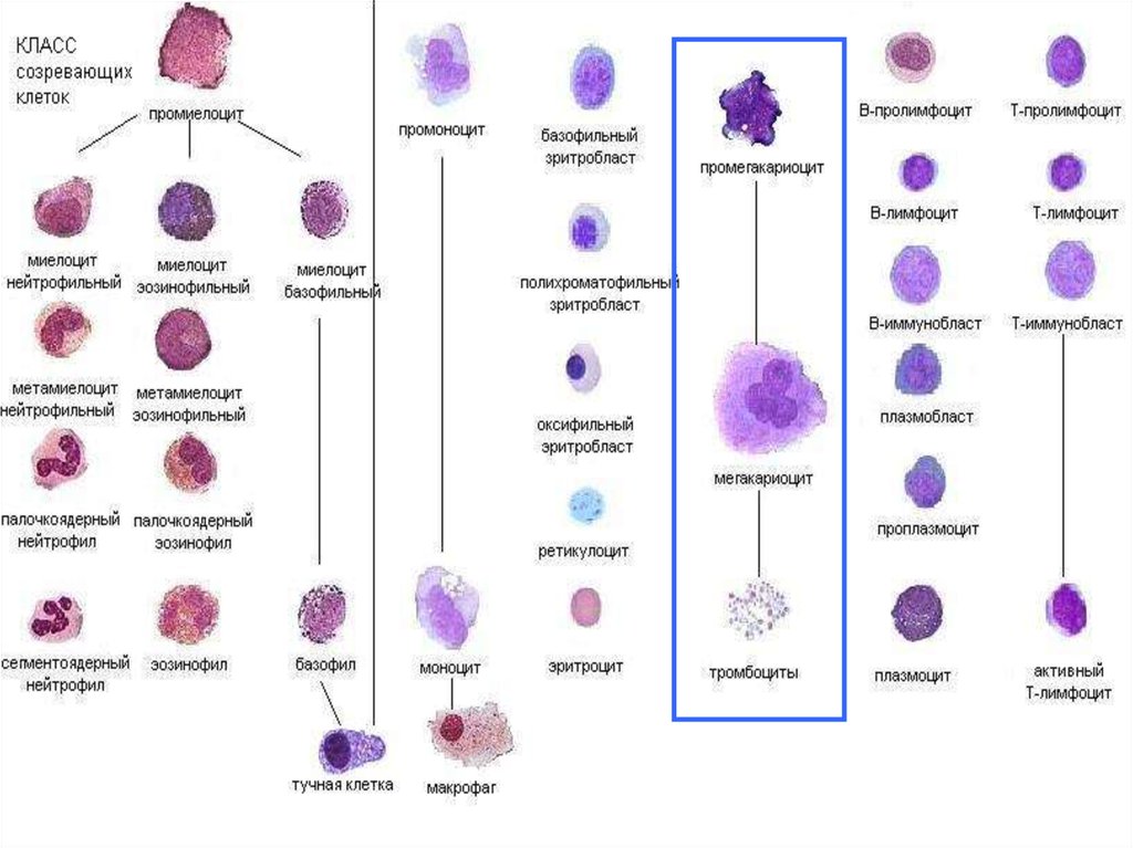 Развитие клеток крови схема