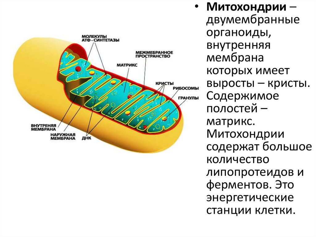 Виды крист митохондрий