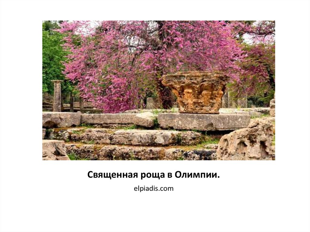 Священная роща в Олимпии.