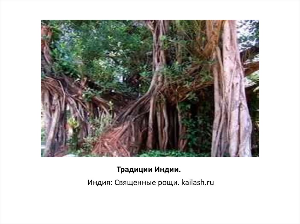 Традиции Индии. Священные рощи :: ИндияСвященные рощи. kailash.ruПожаловаться Открыть600×506 Другие размеры и похожие СохранитьПоделиться Традиц
