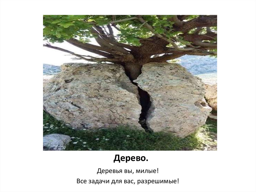 Дерево.
