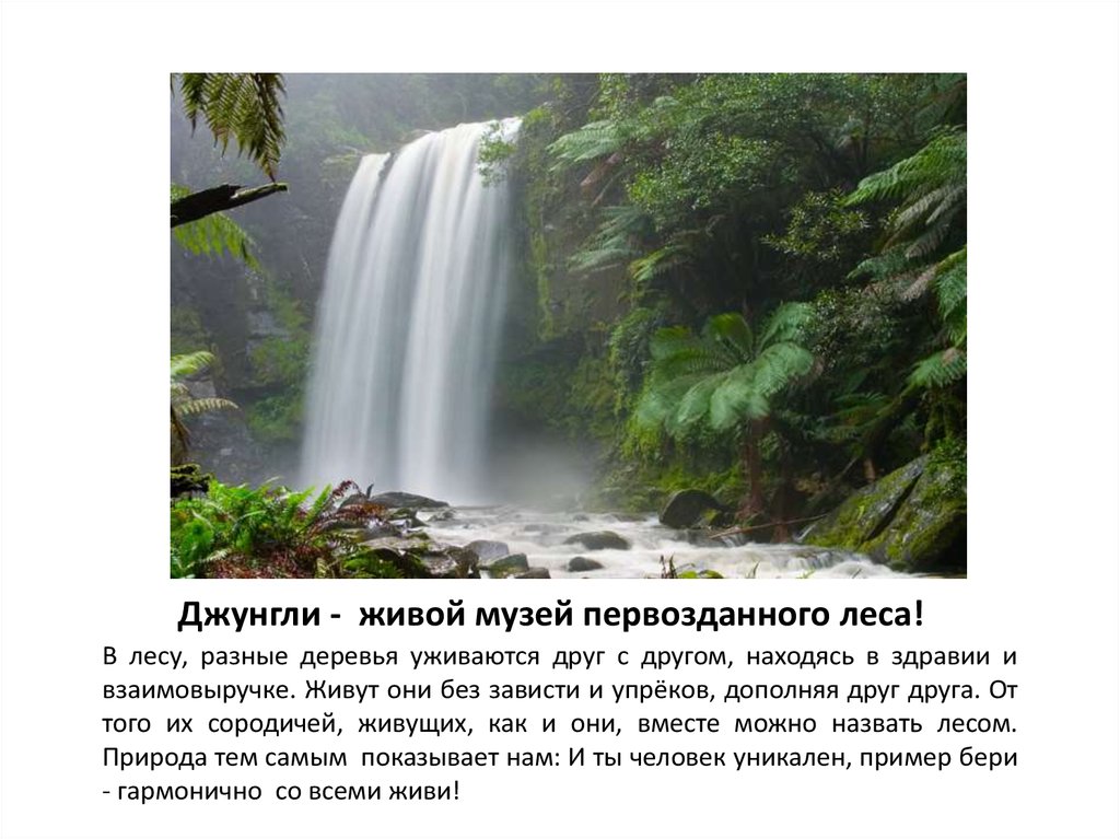 Джунгли - живой музей первозданного леса!