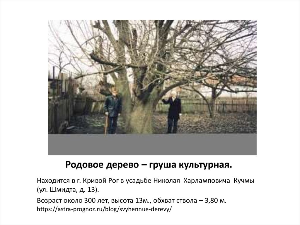 Родовое дерево – груша культурная.