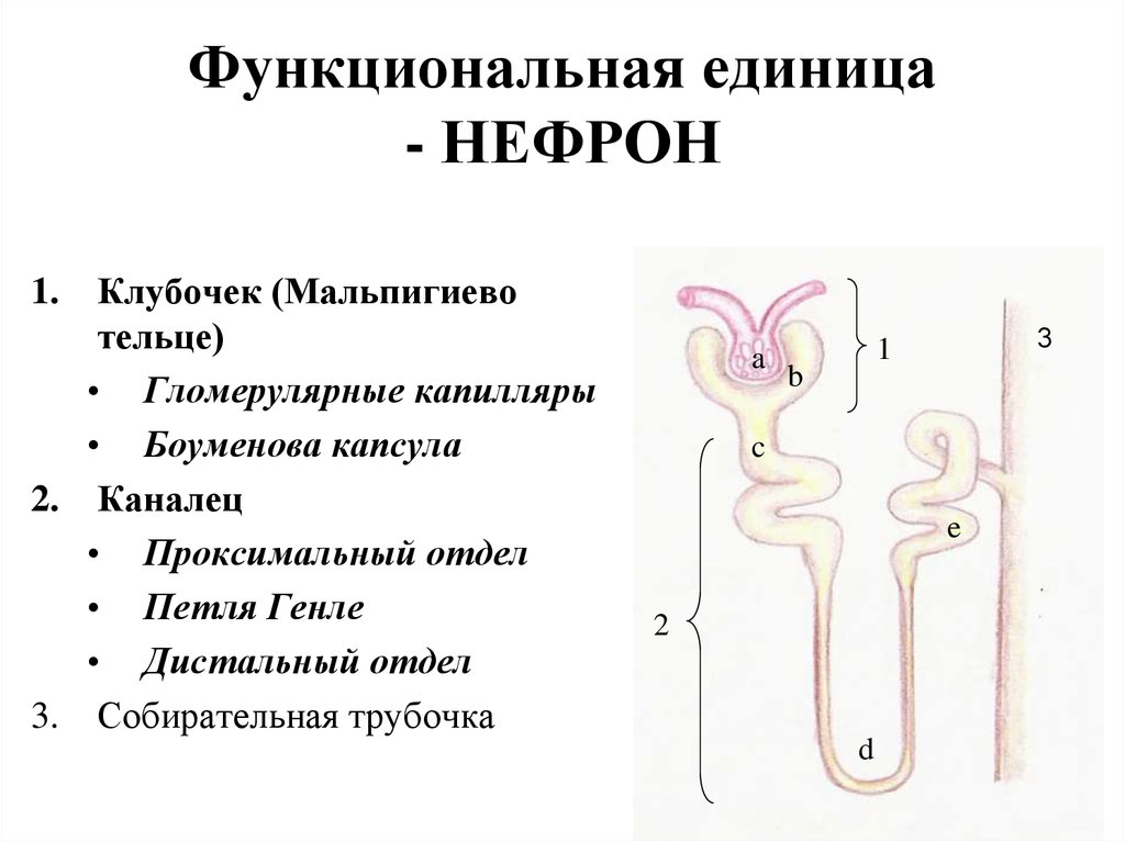 Клиническая биохимия почек презентация