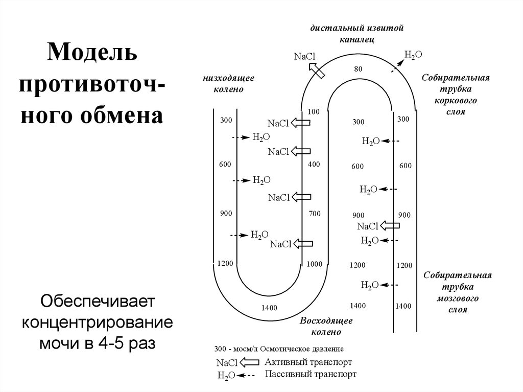 Схема поворотно противоточной множительной системы почек