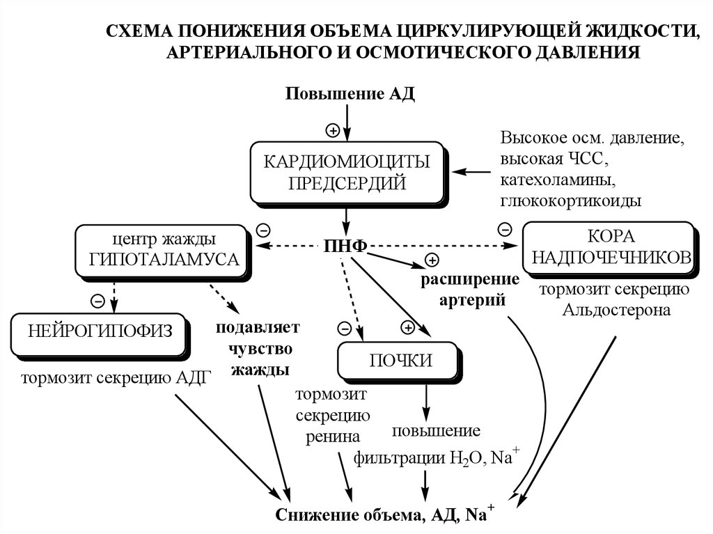 Схема регуляции водно солевого обмена в организме