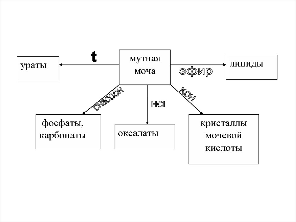 Биохимия почек и мочи биохимия презентация