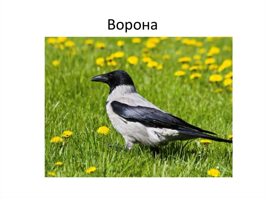 Ворона
