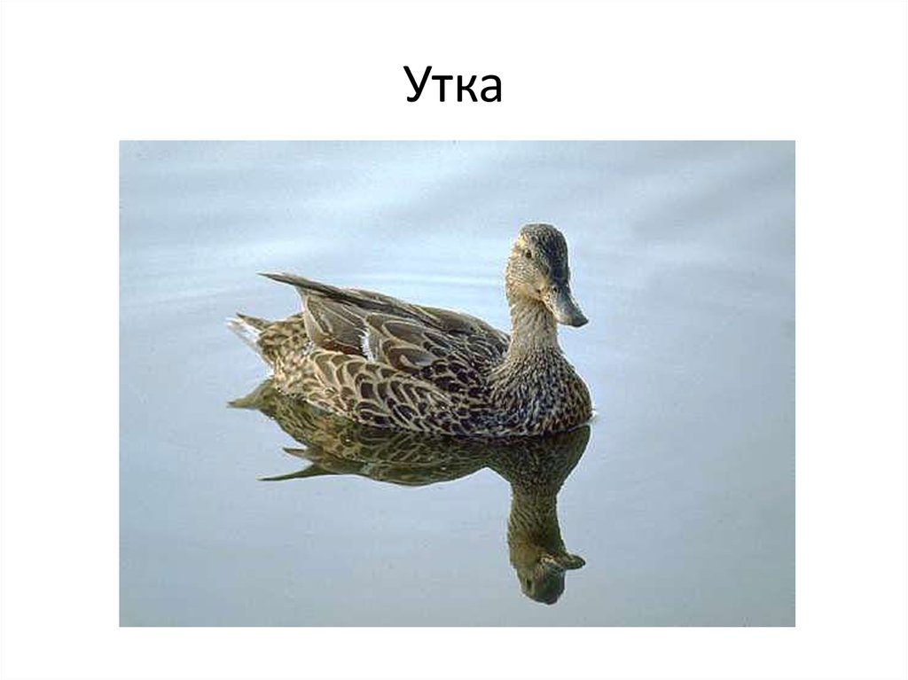 Утка