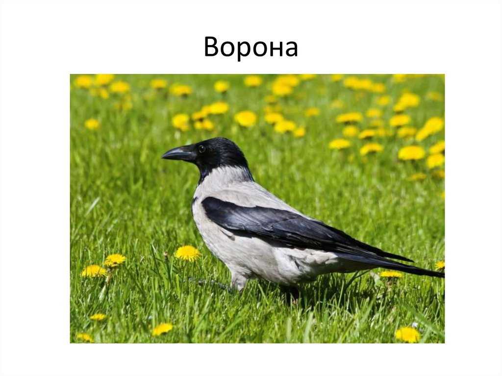 Дикие птицы презентация