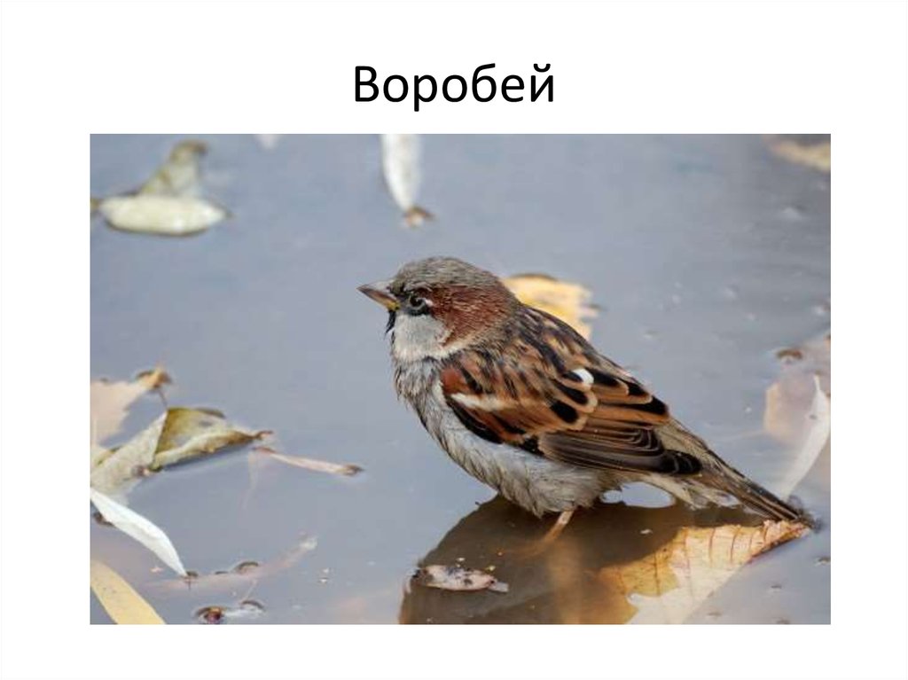 Воробей