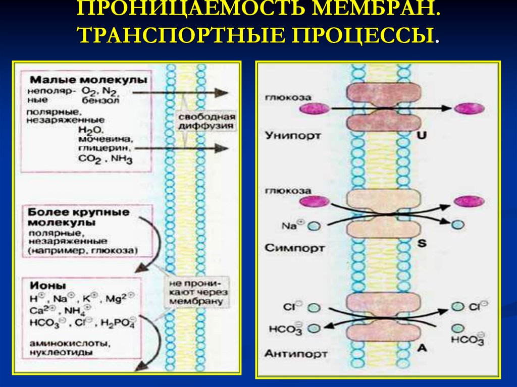 Виды ионного транспорта. Проницаемость биологических мембран. Проницаемость плазматической мембраны. Проницаемость ионов через мембрану. Избирательная проницаемость мембраны клетки.