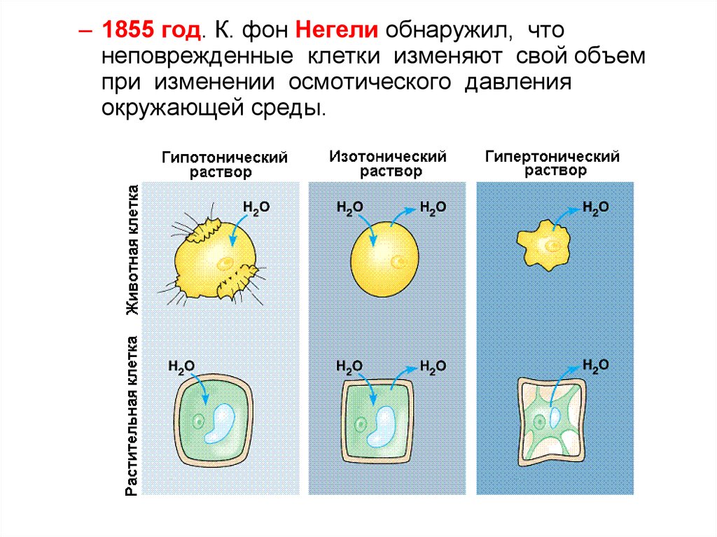 Изменения клеток. Клетка в гипертоническом растворе. Эритроциты в гипертоническом растворе. Эритроцит в гипотоническом и гипертоническом растворе. Гипертонический раствор осмос.