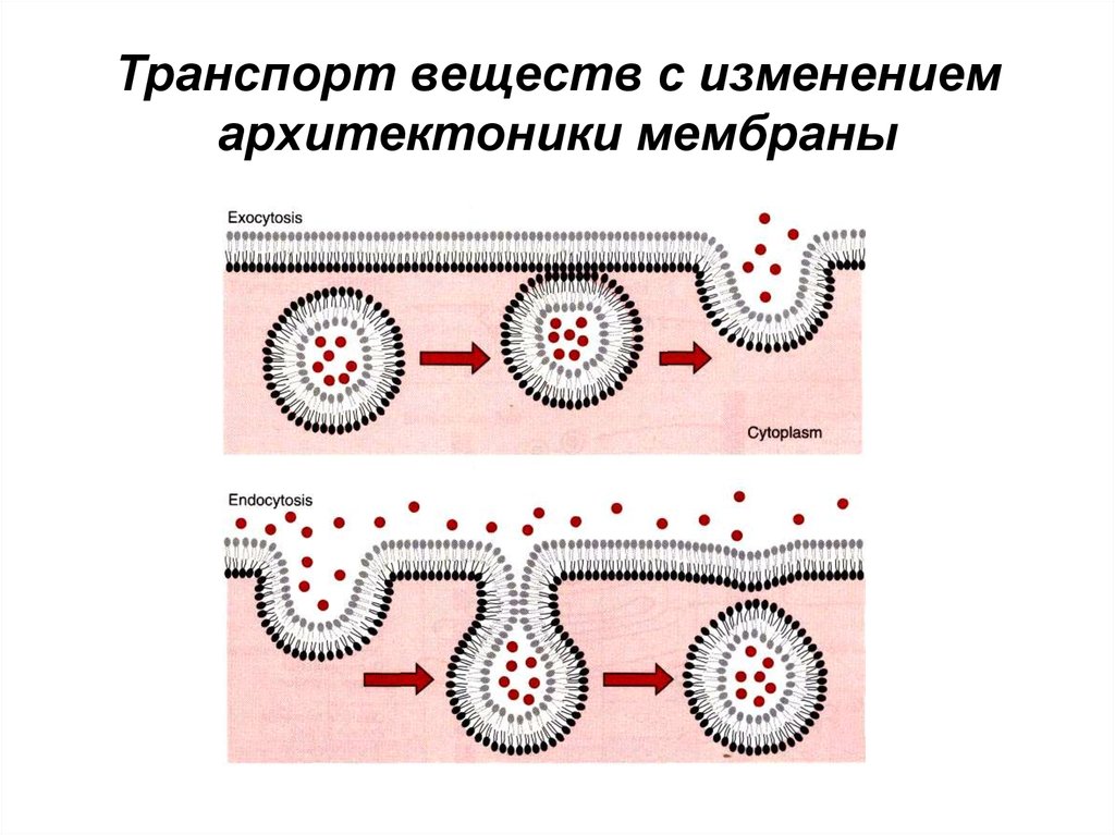 Транспорт веществ. Транспорт веществ без изменения архитектоники мембраны. Транспорт веществ с изменением архитектоники мембраны. Архитектоника мембран. Изменение архитектоники мембраны.