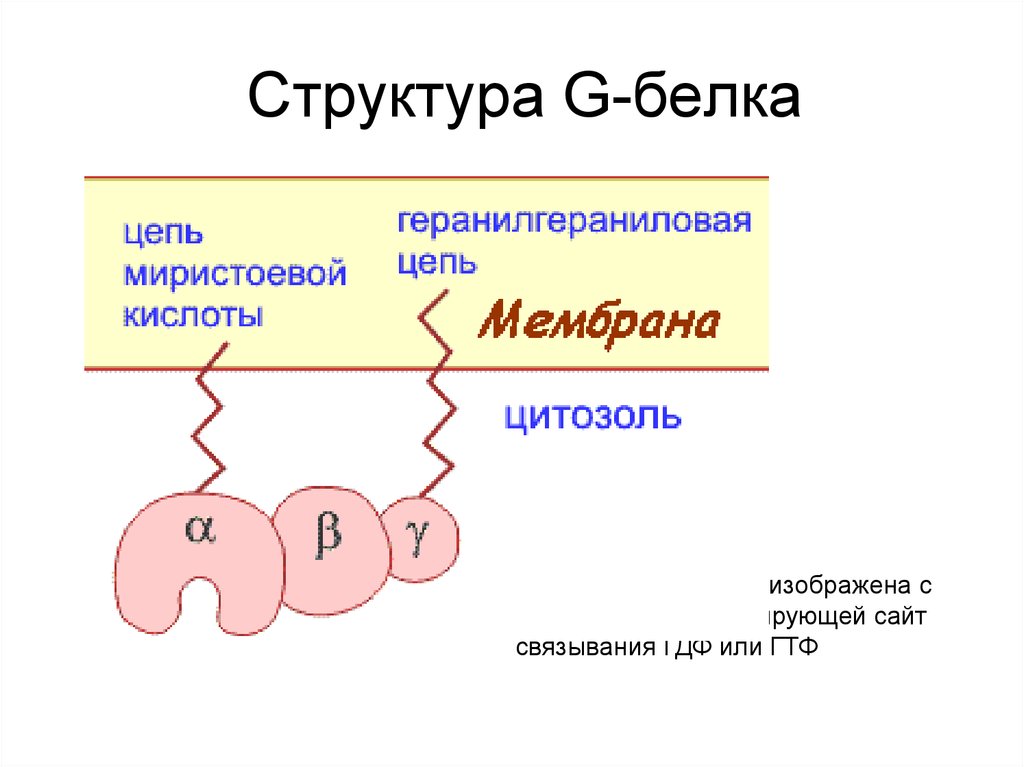 Белок связанный. Структура g белка. Строение g белков биохимия. Строение Джи белка. Строение g белка биохимия.