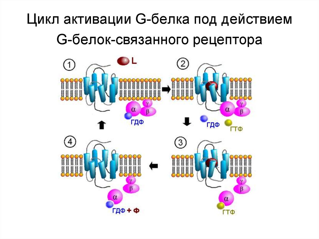 Белок связанный. Структура g белков. Цикл функционирования g-белка. Цикл активации g белка. Рецепторы, сопряжённые с g-белками строение.