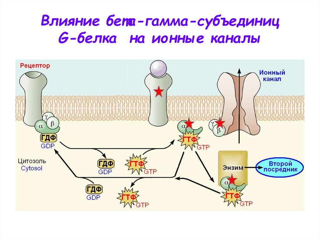 Влияние бета-гамма-субъединиц G‑белка  на ионные каналы