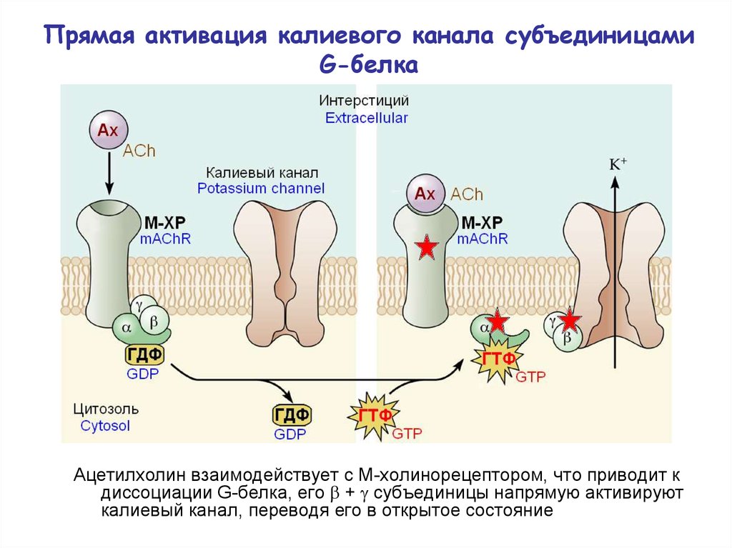 Активаторы калиевых. Кальций зависимые калиевые каналы. Калиевый ионный канал. Активация g-белков приводит к. Белки ионных каналов.