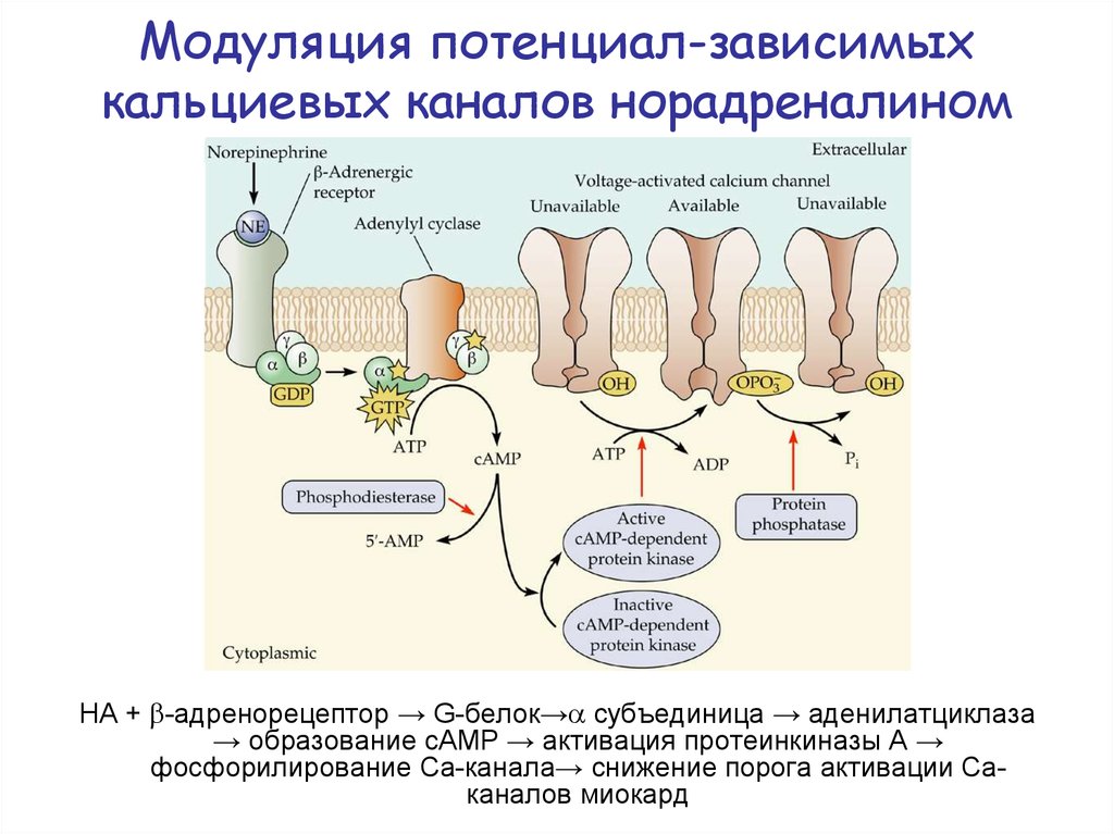 Кальциевый. Потенциал зависимые каналы кальция. Потенциал зависимые кальциевые каналы. Потенциалзависимых кальциевых каналов. Потенциал-зависимых кальциевых каналов l-типа.