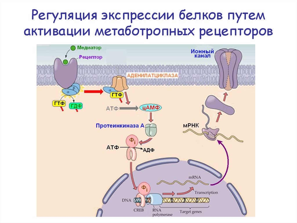 Регуляция экспрессии белков путем активации метаботропных рецепторов