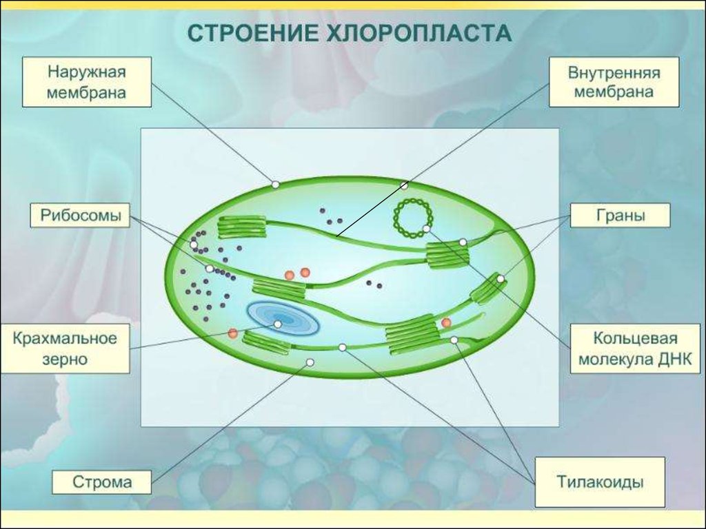 Органоид обеспечивающий фотосинтез. Строение хлоропласта рисунок. Схема строения хлоропласта. Схема внутреннего строения хлоропласта. Схема строения хлоропласта рис 10.