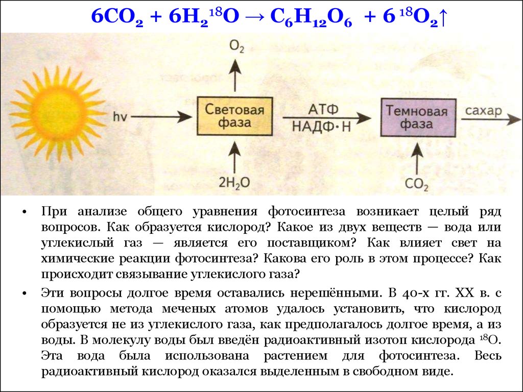 Расходуется атф фаза. Кислород образуется из. Образование углекислого газа реакция. Процесс образования углекислого газа. Кислород при фотосинтезе образуется в процессе.