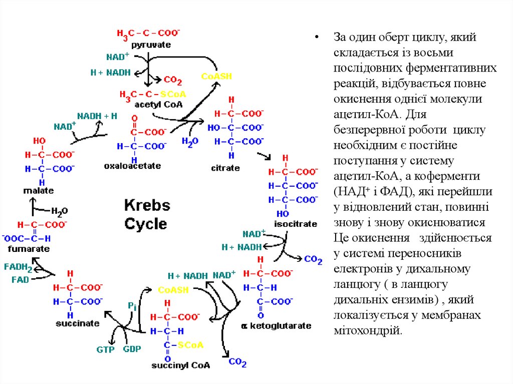 Синтез атф цикл кребса. Цикл Кребса биохимия. Цикл Кребса схема в митохондриях. Цикл Кребса фторцитрат. Схема клеточного дыхания цикл Кребса.