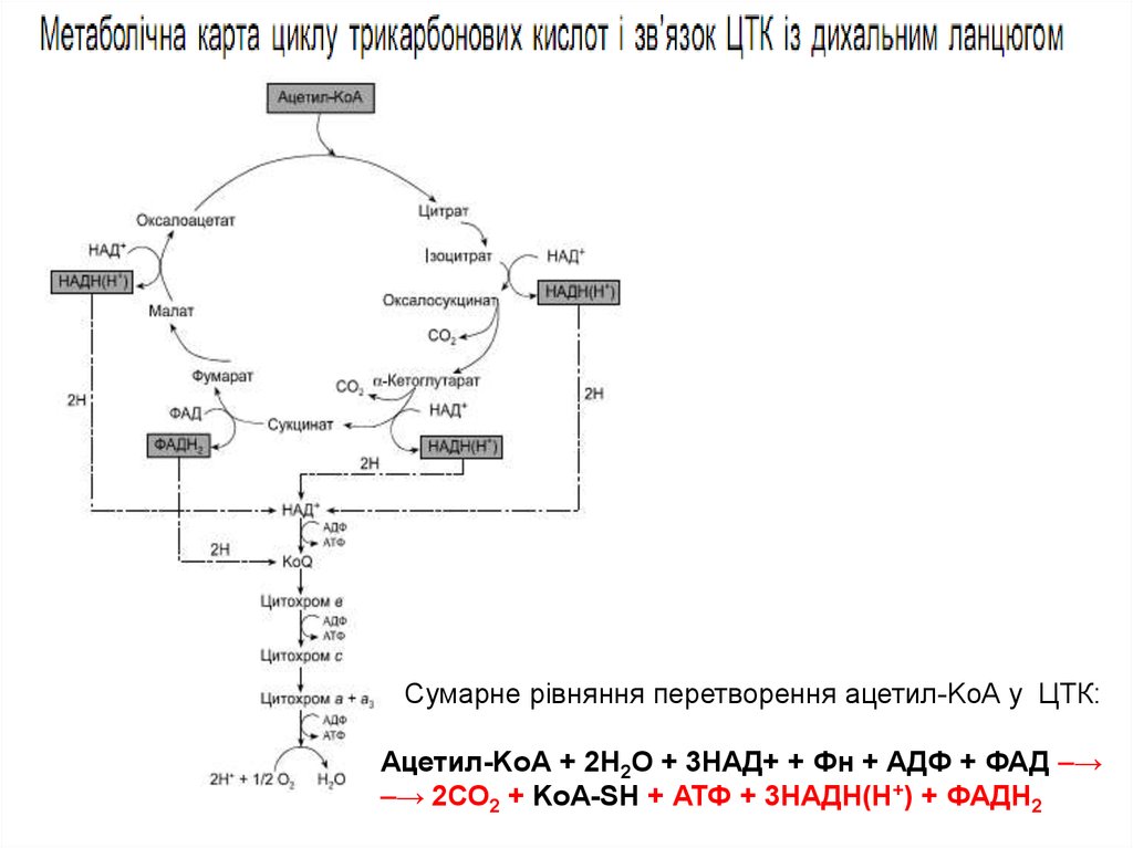 Цикл Кребса схема с ферментами. Ацетил ко а в ЦТК. Регуляция над и надн2 в ЦТК. Цикл трикарбоновых кислот.