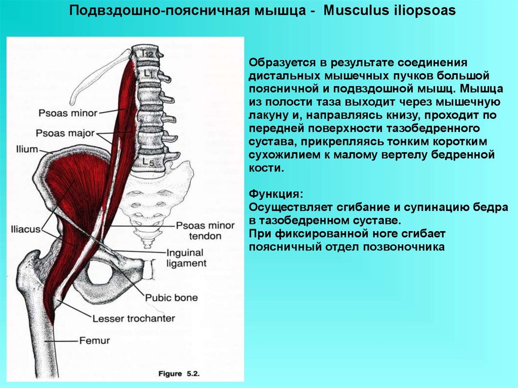 Пояснично подвздошная мышца. Илиопсоас подвздошно поясничная мышца. Место прикрепления подвздошно-поясничной мышцы. Синергисты подвздошно-поясничной мышцы. Мышцы тазового пояса подвздошно поясничная.