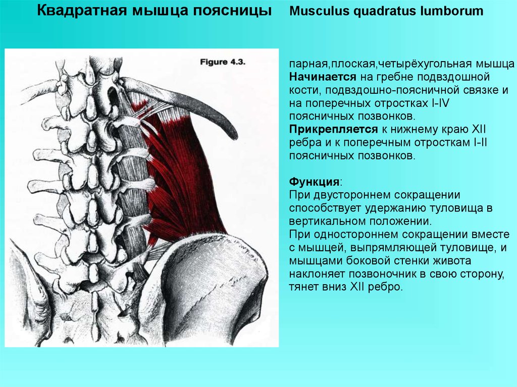 Поясница какие мышцы. Квадратная мышца поясницы анатомия функции. Квадратная мышца поясницы musculus. Квадратная мышца поясницы иннервация. Квадратная мышца поясницы кровоснабжение и иннервация.